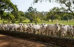 Como o churrasco do Dia dos Pais depende da sa�de animal
