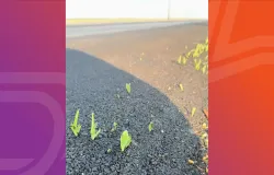 P�s de milho brotam no asfalto e surpreendem em Mato Grosso