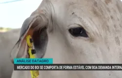 Mercado do boi gordo segue firme com alta procura interna