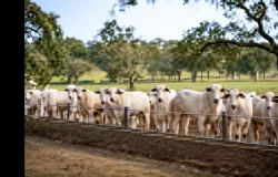 O churrasco do Dia dos Pais come�a muito antes da churrasqueira
