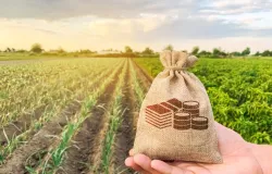 Cr�dito rural em queda e inadimpl�ncia em alta: o que isso significa para o produtor?