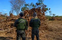Desmatamento ilegal em Livramento leva a embargo de propriedade rural