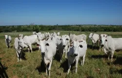 Pre�o do boi gordo: poucas vendas e pre�os da arroba hoje