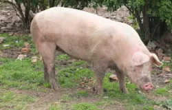 Morre porco clonado pela USP para pesquisa de transplante de �rg�os em humanos