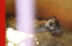 On�a-parda resgatada debilitada volta � natureza ap�s meses de recupera��o