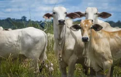 Semana agitada no campo: veja os eventos de pecu�ria entre 9 e 14 de agosto