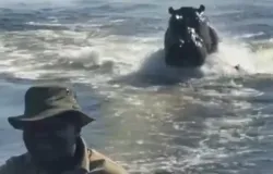 Hipop�tamo assusta turistas e persegue barco em Botsuana