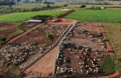 Pneumonia bovina: doen�a reduz ganho de peso e causa preju�zos no confinamento; saiba como prevenir