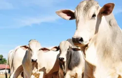 Dia de campo ensina t�cnicas para recuperar pastagens degradadas na pecu�ria