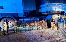 C�es farejadores ajudam a achar 298 kg de coca�na escondidos em tanque de combust�vel de carreta na BR-277