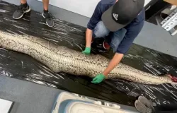 Cientista famosa encontra jacar� inteiro dentro de cobra de 6 metros: veja!