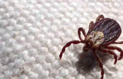 SP registra 18 mortes por febre maculosa em 19 casos confirmados