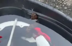 Jovem fica quase 1 hora com cobra venenosa escondida dentro do capacete