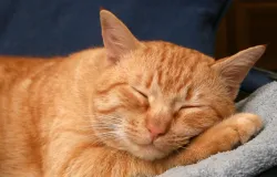 Mutir�o gratuito de castra��o de c�es e gatos continua no interior de SP