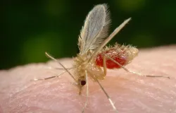 Leishmaniose: entenda o que � a doen�a e como se proteger do quadro