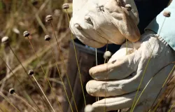 Plantas que se pensava extintas h� 30 anos s�o reencontradas em Minas Gerais