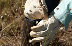 Plantas que estavam desaparecidas s�o encontradas no Brasil