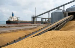 Exporta��o de soja dos EUA cai 34% em uma semana