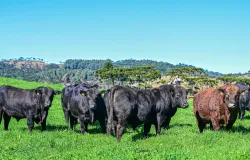 Leil�es de touros t�m m�dia de R$ 19 mil por animal em SC; veja as ra�as mais valorizadas