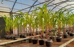 Fertilizante com aditivo biol�gico turbina crescimento e nutrientes das plantas