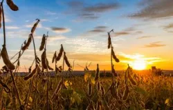 Produtores de soja precisam ficar atentos �s novas exig�ncias das compradoras