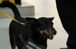 Carrefour Barra promove campanha de ado��o de pets do Instituto Pata Real em agosto