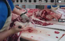 Mato Grosso exporta carne bovina para 88 pa�ses e fatura US$ 2,4 bilh�es