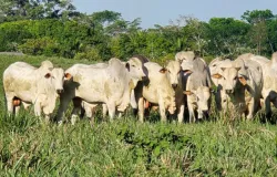 Veterin�rio explica como preparar o gado para a esta��o de monta