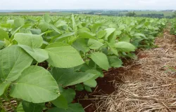 Brasil cria primeiro fungicida biol�gico para soja