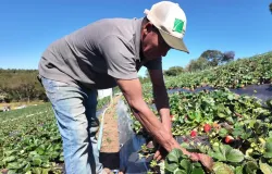 Produ��o agroecol�gica: guia simples para adotar pr�ticas sustent�veis no campo