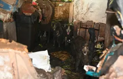 Mais de 30 cachorros s�o resgatados de 'casa dos horrores' nos EUA; mulher � presa