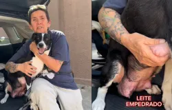 Cadela � devolvida 4 anos depois de ado��o com problema nas mamas