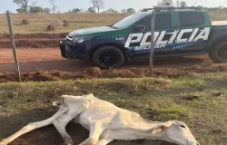 Fazenda � denunciada por maus-tratos a mais de 200 bovinos; MP investiga