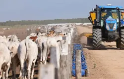 Lucro na cria��o de gado confinado aumenta 81% em 7 anos; veja se a tend�ncia continua