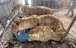 Zool�gico em Gaza luta para proteger animais durante guerra