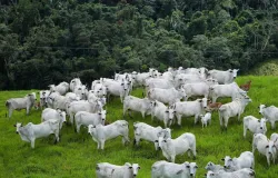 Europa exige controle de rem�dios em animais; Brasil ter� que se adaptar