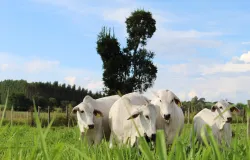 Manejo de pasto e suplementa��o aumentam o lucro da pecu�ria