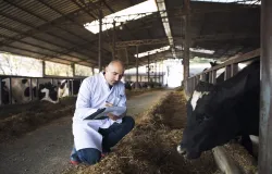 Tecnologia de ponta melhora cria��o de gado e aumenta produ��o de alimentos no Brasil