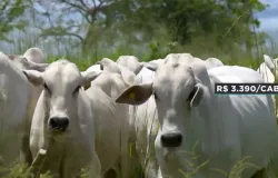 Pre�o do boi gordo atinge R$ 335 em diversas regi�es do Brasil