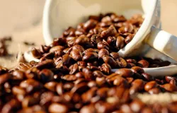 Colheita de caf� come�a r�pida, mas chuvas reduzem a oferta