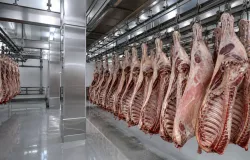 Brasil abate mais bois e porcos, mas menos frangos no 2� trimestre