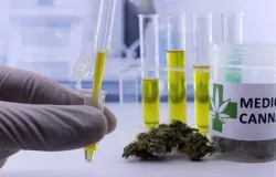 Importa��o de cannabis medicinal cresce 29% no Brasil
