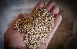 Fertilizantes mais baratos: hora de comprar para a pr�xima safra