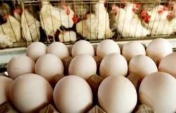 Controle de �caros e piolhos reduz mortalidade em granjas em quase 80%