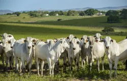 Pecu�ria brasileira cresce e exige rastreabilidade para manter mercados