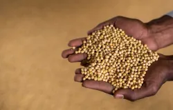 Morat�ria da Soja: vit�ria dos produtores e o risco de blindagem das empresas