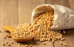 USDA prev� 186 milh�es de toneladas de soja para o Brasil na safra 26/27; custos e pre�os s�o decisivos