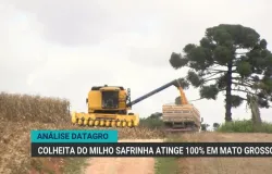 Colheita do milho safrinha chega a 92% no Brasil; Mato Grosso j� concluiu
