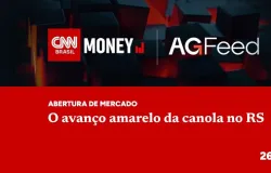 Canola avan�a e ganha espa�o no Rio Grande do Sul