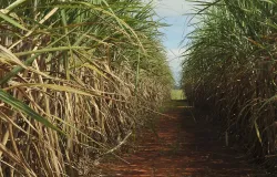 Conselho eleva teto de remunera��o do Eco Invest Brasil